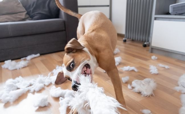 ¿Cómo Pueden los Cojines Ayudar a Mascotas con Ansiedad?